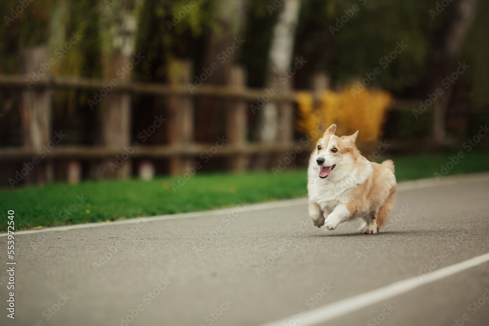 Cute Welsh Corgi dog outdoor. Dog portrait Pet on a walk. Beautiful funny corgi dog breed