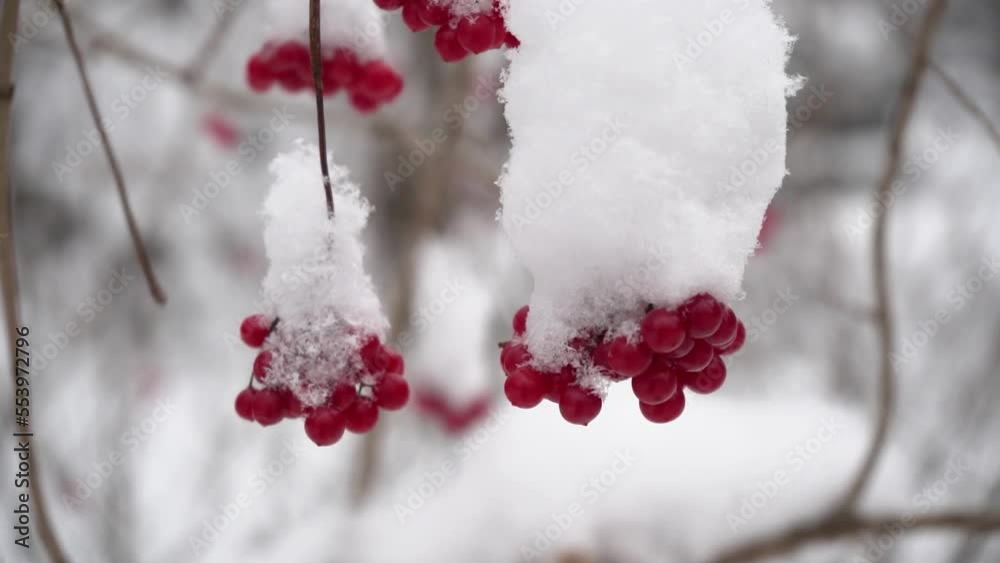 Beautiful nature video of bunches of red viburnum berries in the snow, close up, slow motion. Seasonal berries, vitamins. Winter food for birds and animals in the frost in the park Beautiful nature video of bunches of red viburnum berries in the snow, close up, slow motion. Seasonal berries, vitamins. Winter food for birds and animals in the frost in the park