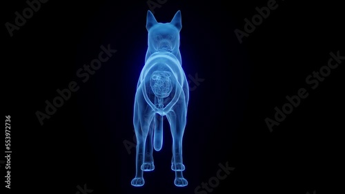 3D medical animation of a dog's gallbladder