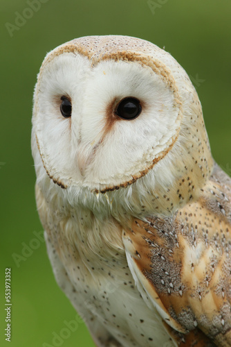 A portrait of a Barn Owl against a green background  © RMMPPhotography