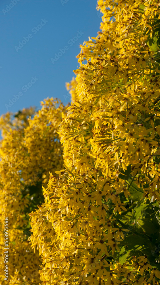 Arbusto de flores amarillas Arbusto de flores amarillas