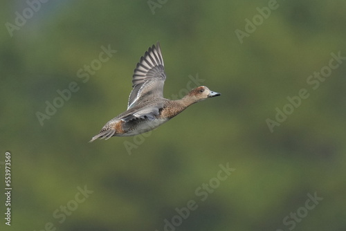 eurasian wigeon in flight © Matthewadobe