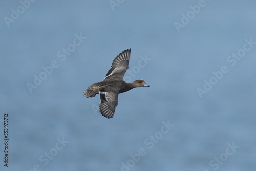 eurasian wigeon in flight © Matthewadobe