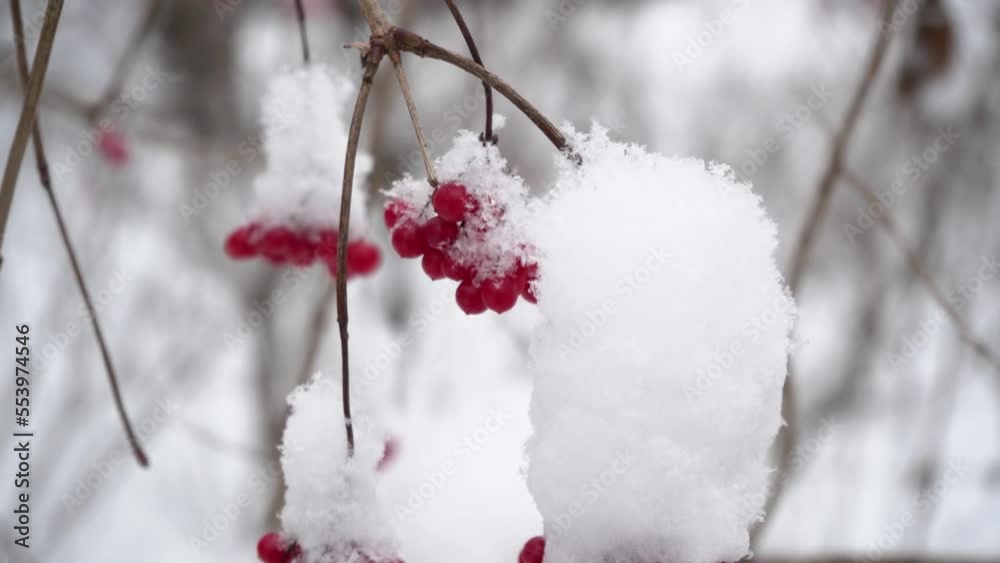 Beautiful nature video of bunches of red viburnum berries in the snow, close up, slow motion. Seasonal berries, vitamins. Winter food for birds and animals in the frost in the park Beautiful nature video of bunches of red viburnum berries in the snow, close up, slow motion. Seasonal berries, vitamins. Winter food for birds and animals in the frost in the park