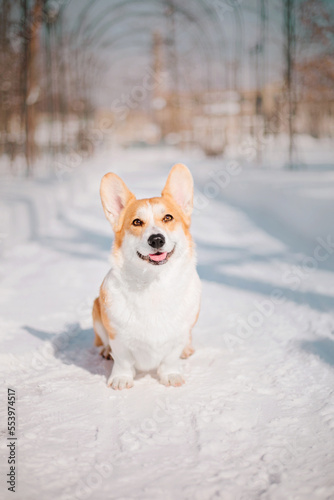 Corgi dog in the snow. Dog in winter. Dog in nature. Corgi dog on a winter walk