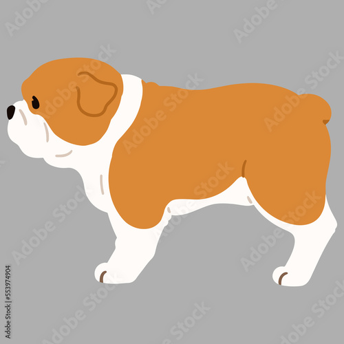 Simple and cute illustration of English Bulldog in side view flat colored