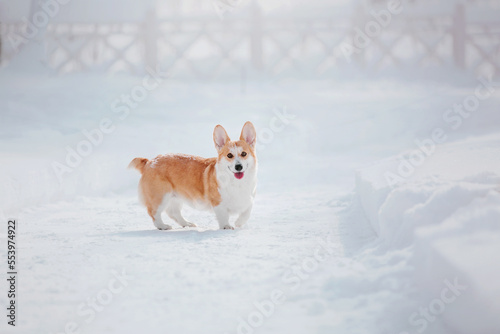 Corgi dog in the snow. Dog in winter. Dog in nature. Corgi dog on a winter walk © OlgaOvcharenko