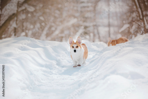Fototapeta Naklejka Na Ścianę i Meble -  Corgi dog in the snow. Dog in winter. Dog in nature. Corgi dog on a winter walk