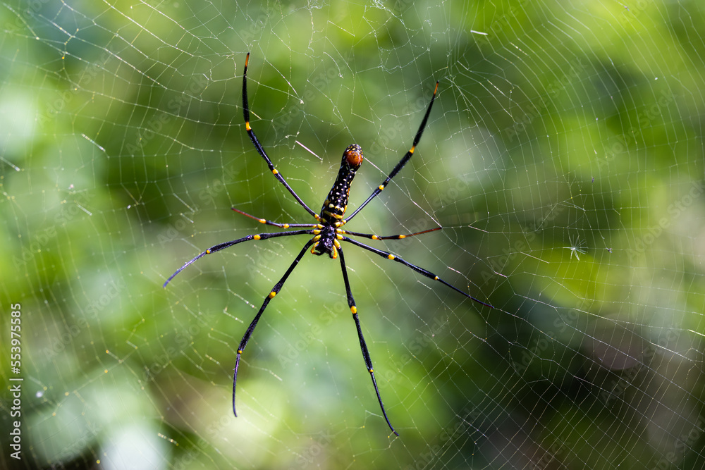 Forest spider, green backgdrop blur from the leaves, bokeh from incoming light good for background. Forest spider, green backgdrop blur from the leaves, bokeh from incoming light good for background.