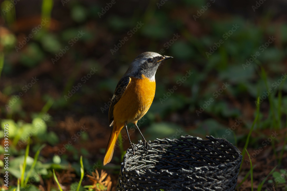 園芸用品の上にとまるジョウビタキの雄