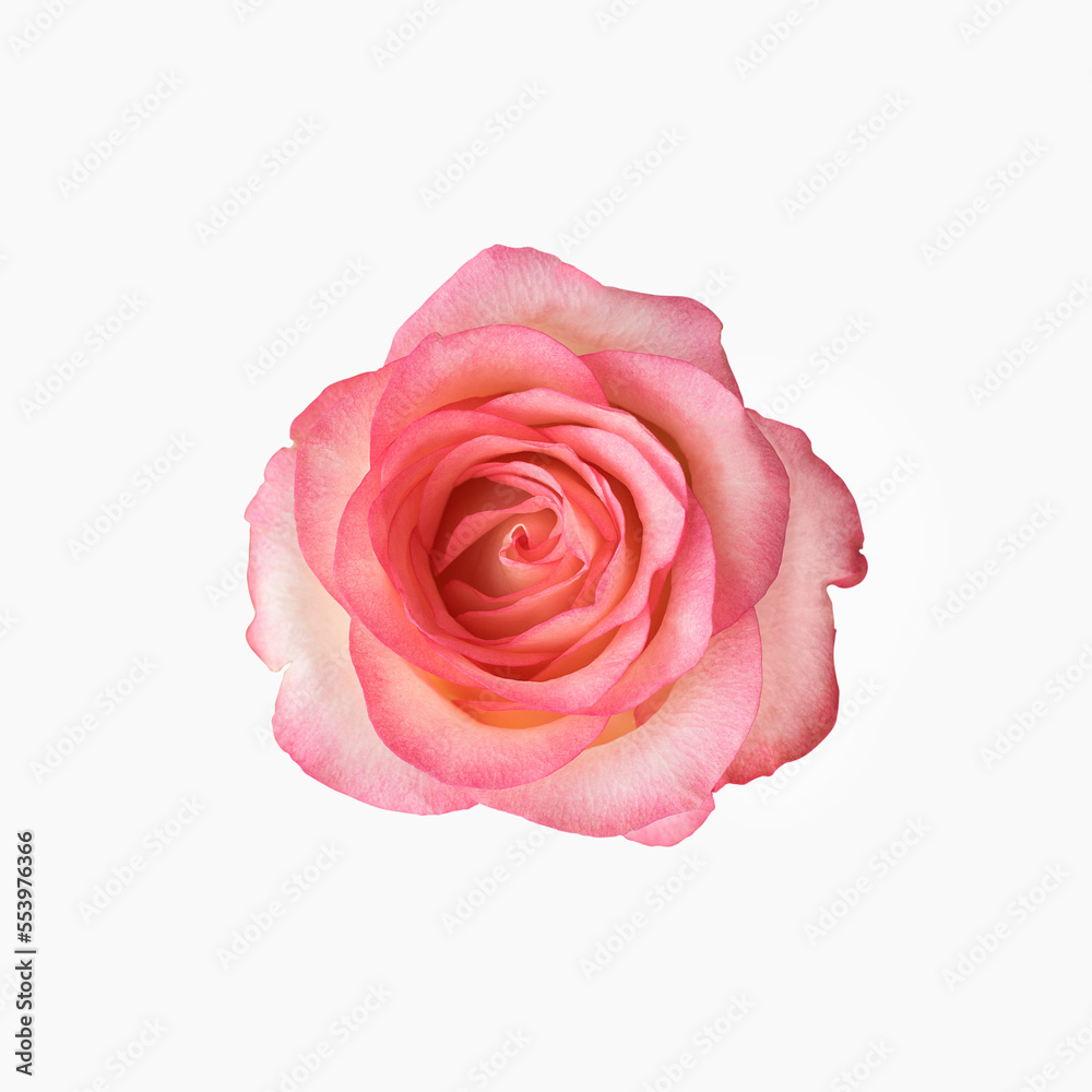 Fresh delicate rose of pink color, isolated on a white background. Close-up. Fresh delicate rose of pink color, isolated on a white background. Close-up.
