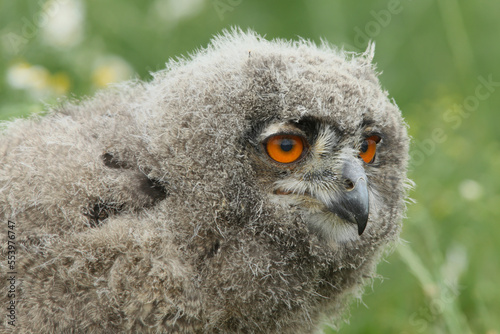 A portrait of a curious young Eurasian Eagle Owl in a meadow 