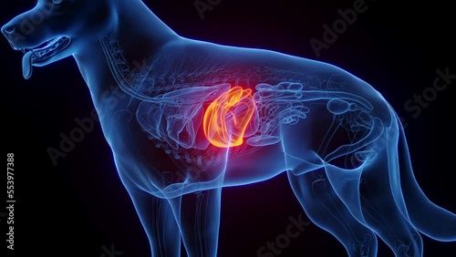 3D medical animation of a dog's liver