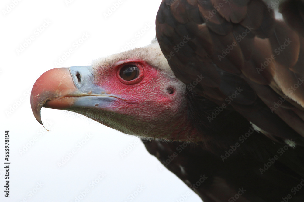 A portrait of a White-headed Vulture against a bright sky
A portrait of a White-headed Vulture against a bright sky