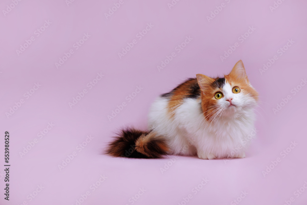 Calico cat lies on a uniform pink background in the studio Calico cat lies on a uniform pink background in the studio