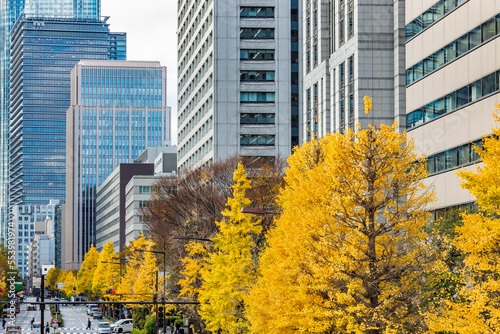 東京のビル群と鮮やかに紅葉した銀杏