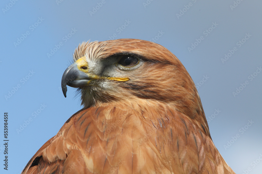 Portrait of a Long-legged Buzzard against a blue sky
Portrait of a Long-legged Buzzard against a blue sky
