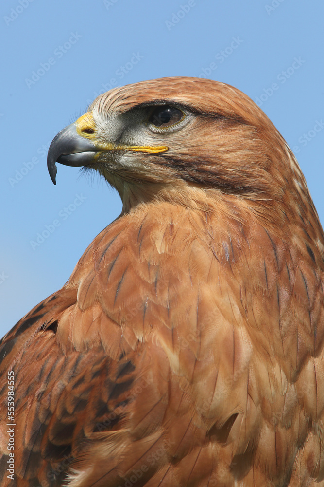 Portrait of a Long-legged Buzzard against a blue sky
Portrait of a Long-legged Buzzard against a blue sky