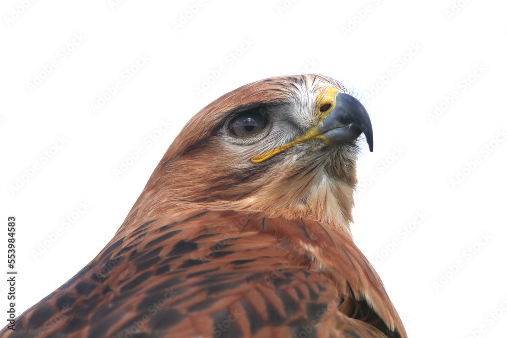 Portrait of a Long-legged Buzzard against a bright sky
Portrait of a Long-legged Buzzard against a bright sky