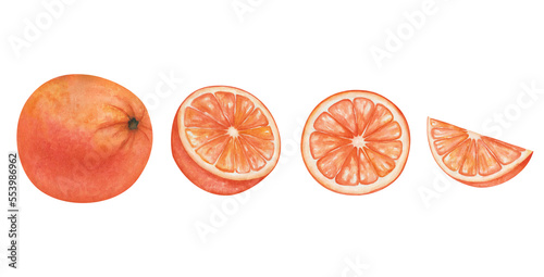 Watercolor illustration. Hand painted oranges, grapefruits, tangerines whole, cut, sliced. Tropical citruis fruits. Fresh juice ingredients. Vitamin C. Isolated clip art of food photo