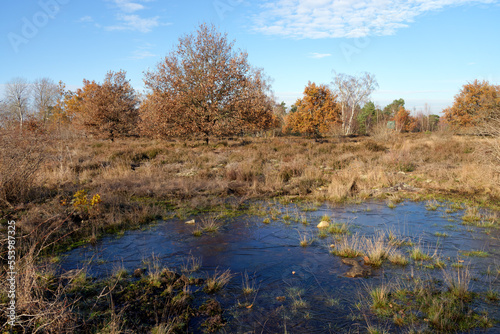 Pond and heathers in the hill of Coquibus. Fontainebleau forest