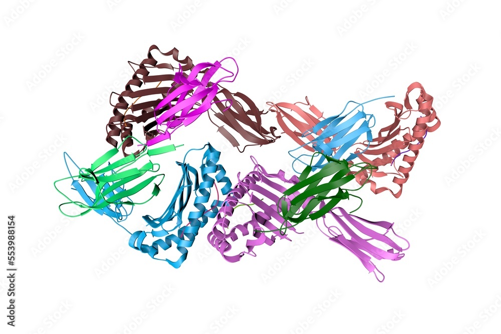 Fototapeta premium Human leukocyte antigen E (HLA-E) in complex with the HIV epitope, RL9HIV. Ribbons diagram with differently colored protein chains based on protein data bank entry 6gl1. 3d illustration