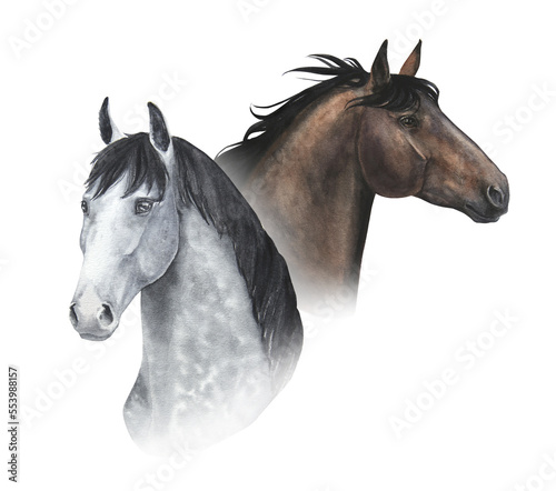 Fototapeta Naklejka Na Ścianę i Meble -  watercolor illustration of portraits of two horses isolated on white background