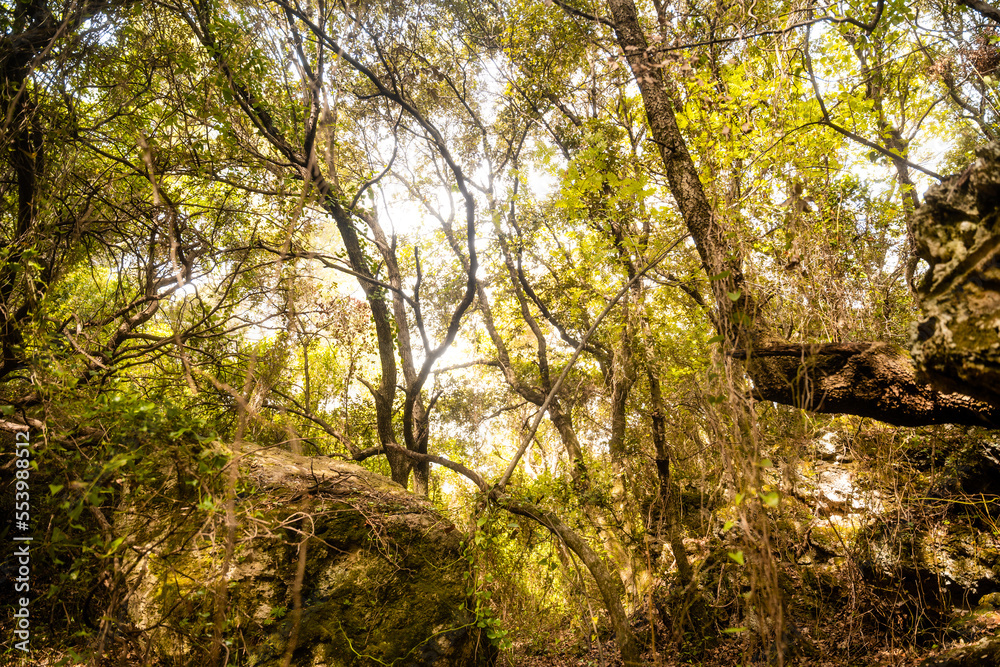 Jungle in France I 