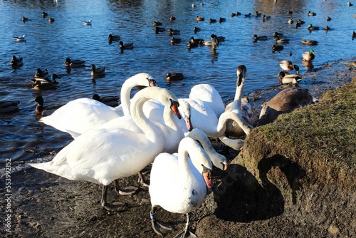a group a swans feeding by the river