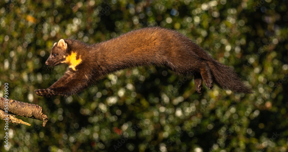 Fototapeta premium European Pine Marten leaping from tree to tree