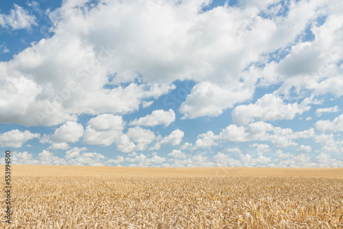 Wheat Field Sunlit in the Summer  Overcast Sky