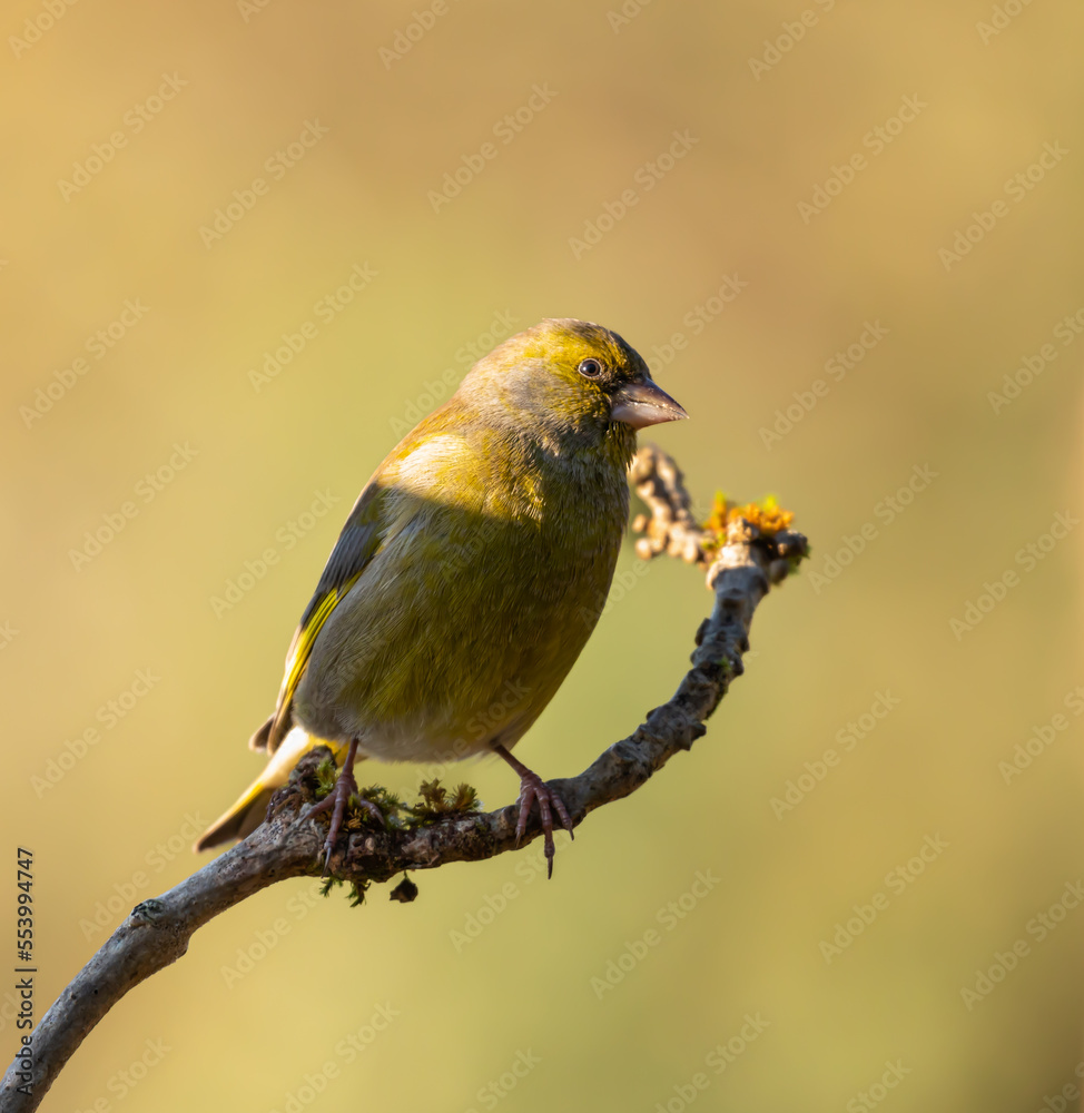 European Greenfinch on branch European Greenfinch on branch