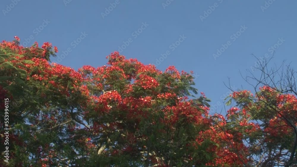 Arvore Flamboyant com flores vermelhas e céu azul Arvore Flamboyant com flores vermelhas e céu azul