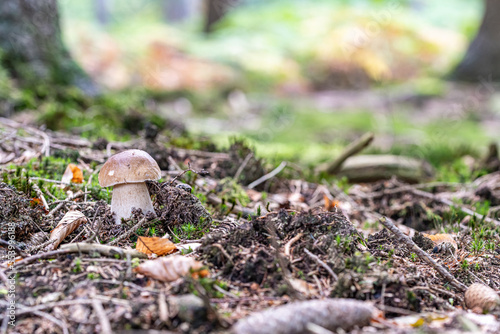 Steinpilz im Wald im Herbst