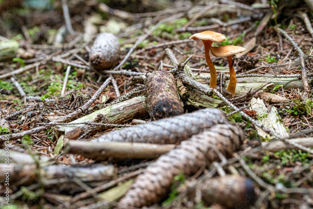 Waldboden im Herbst mit Pilzen Waldboden im Herbst mit Pilzen
