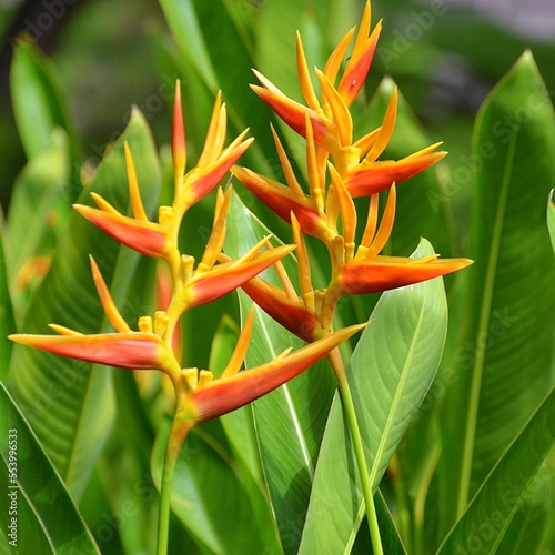 Jardin tropical 