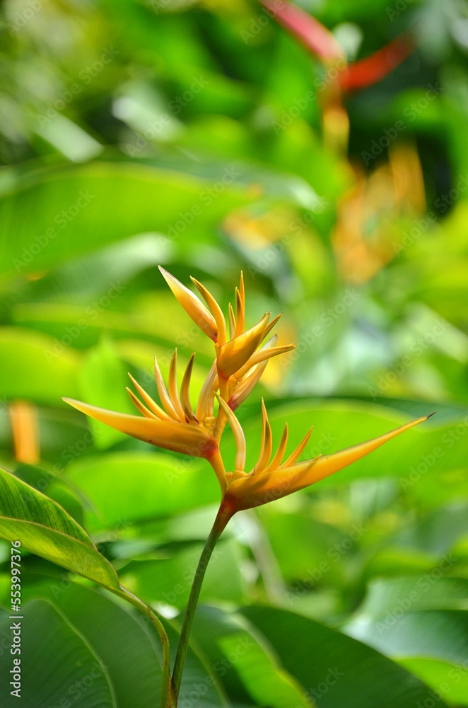 Obraz premium Heliconias 