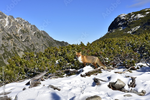 Fototapeta Naklejka Na Ścianę i Meble -  Lis w Tatrach, zima, zwierzę, góry, śnieg, 