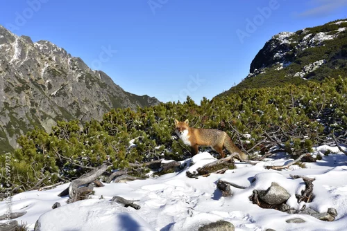 Fototapeta samoprzylepna Lis w Tatrach, zima, zwierzę, góry, śnieg, 