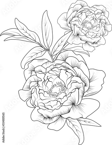 Isolated peony flower hand drawn vector sketch illustration  botanic collection branch of leaf buds natural collection coloring page floral bouquets engraved ink art.