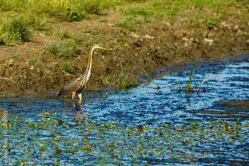 A purple heron in the wilderness of the Danube Delta in Romania 