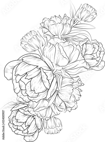 Fototapeta Naklejka Na Ścianę i Meble -  Hand-drawn peony flower bouquet vector sketch illustration engraved ink art botanical leaf branch collection, blossom peony drawing isolated on white background coloring page and books.