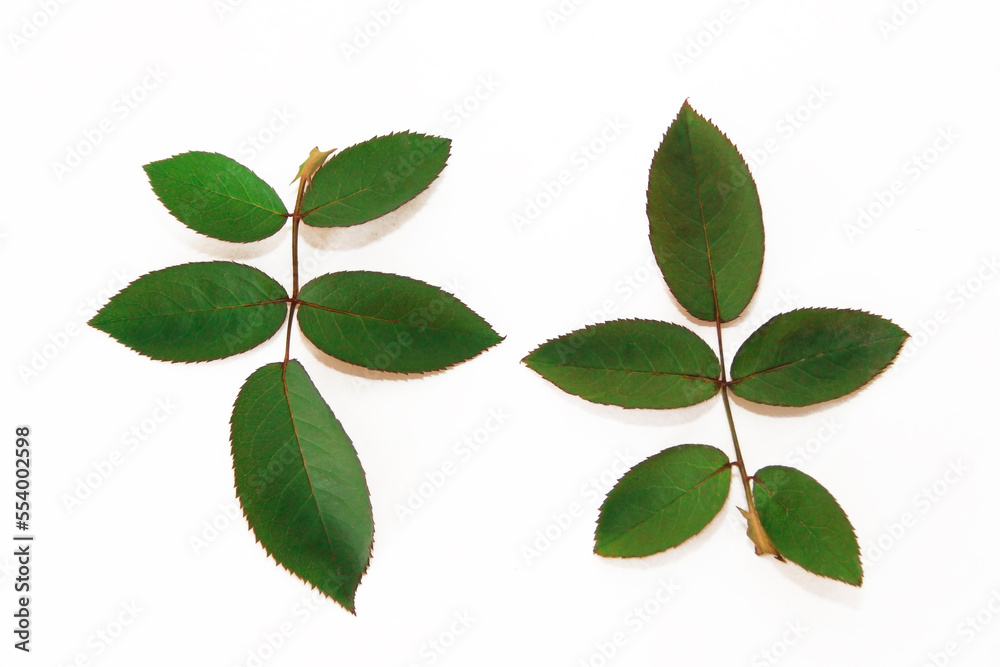 green leaves of a plant on a branch on a white background