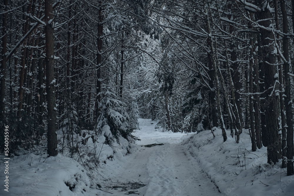 frosty forest snow-cowered fir and pine trees winter road background Christmas Scene frosty forest snow-cowered fir and pine trees winter road background Christmas Scene