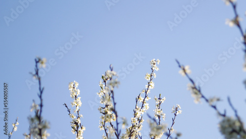 Defocus fresh spring branches of apple tree with flowers  natural floral seasonal easter background. Blue sky. Beautiful blossoming apple tree. Out of focus