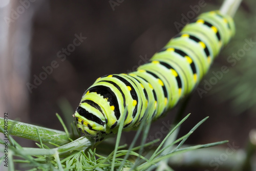 Caterpillar Shuffles Along Dill Weed