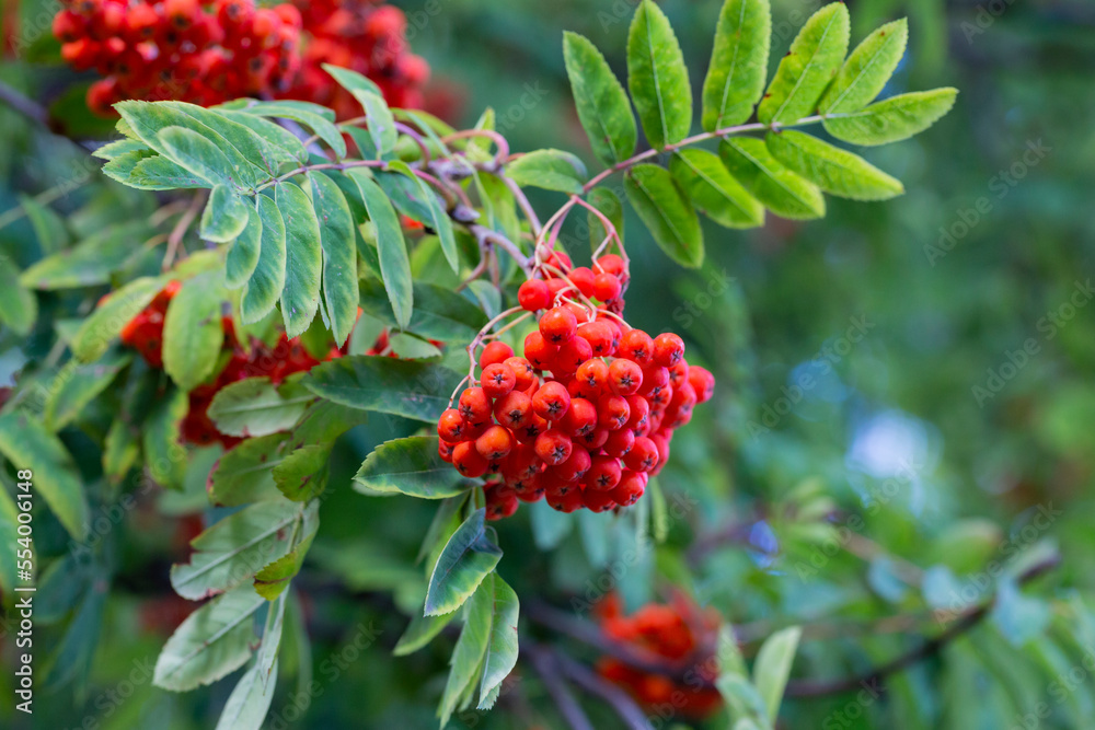Brush with ripe berries of red mountain ash on a branch with oblong green leaves Brush with ripe berries of red mountain ash on a branch with oblong green leaves