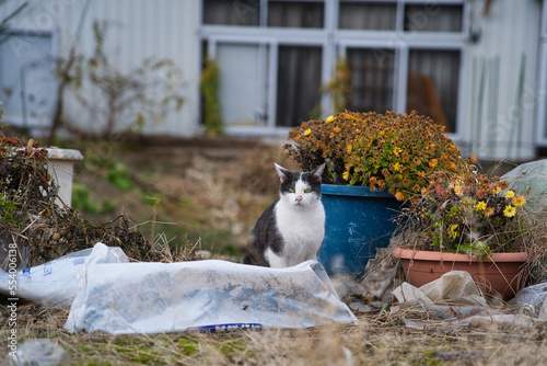 目つきの鋭い野良猫