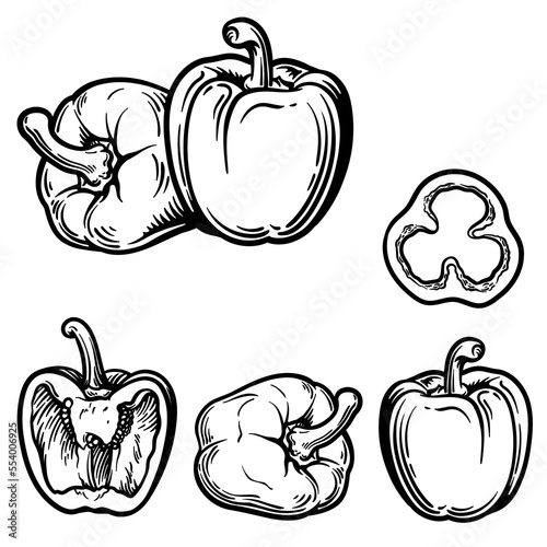 Whole pepper, half and slice of pepper. Vector illustration of pepper in engraving style.