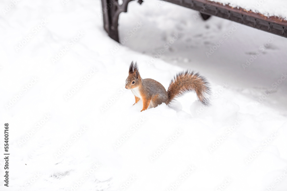 Winter. Portrait of a fluffy squirrel with nuts in its paws. Squirrels in the Tsaritsyno City Park. Feeding animals in winter. Winter. Portrait of a fluffy squirrel with nuts in its paws. Squirrels in the Tsaritsyno City Park. Feeding animals in winter.